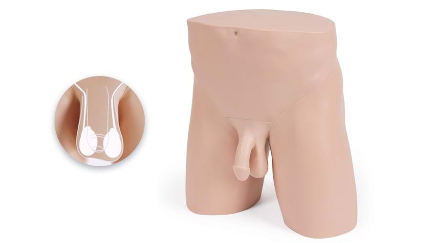 Clinical Male Pelvic Trainer (CMPT) Mk 2 - Standard