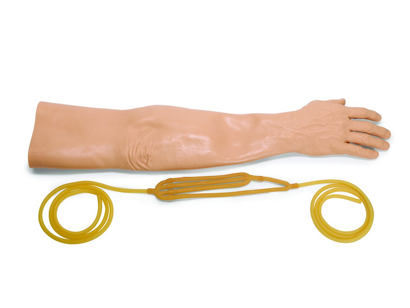 Skin and Vein System - Adult - Male - Light Skin