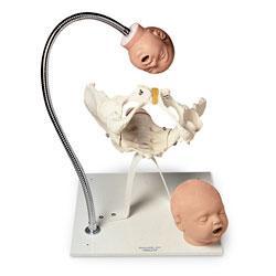 Pelvic Bone/Fetal Heads &Stand