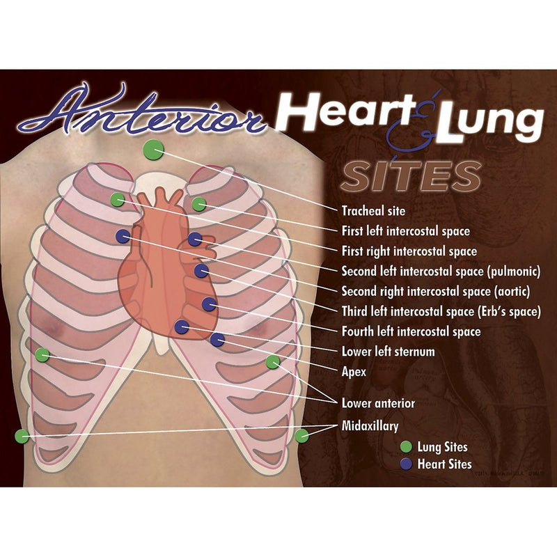 Anterior Auscultatn Poster