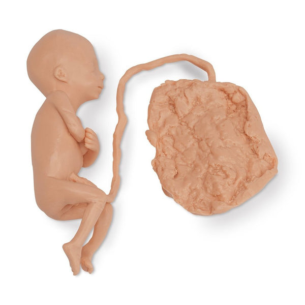 Fetus 5 Month Male