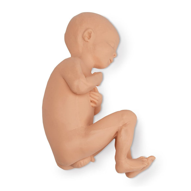 Model Fetus Full Term Male
