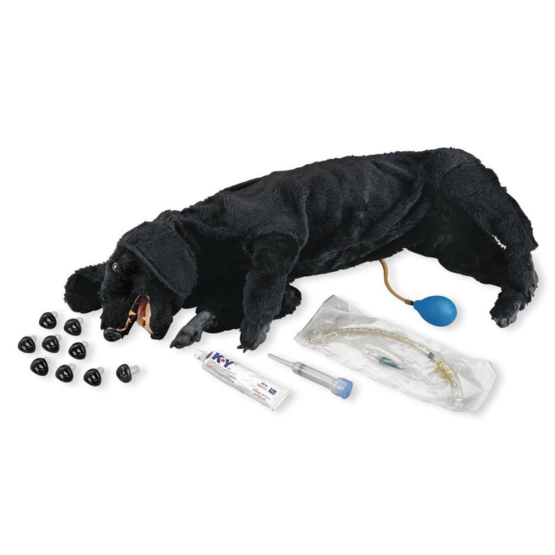 Dog Cpr Basic Sanitary